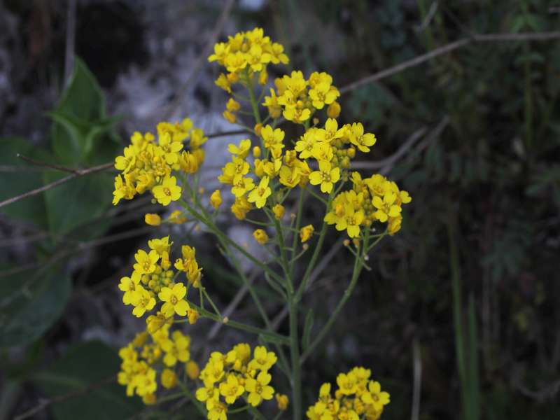 Da determinare 4 - Alyssum sp.